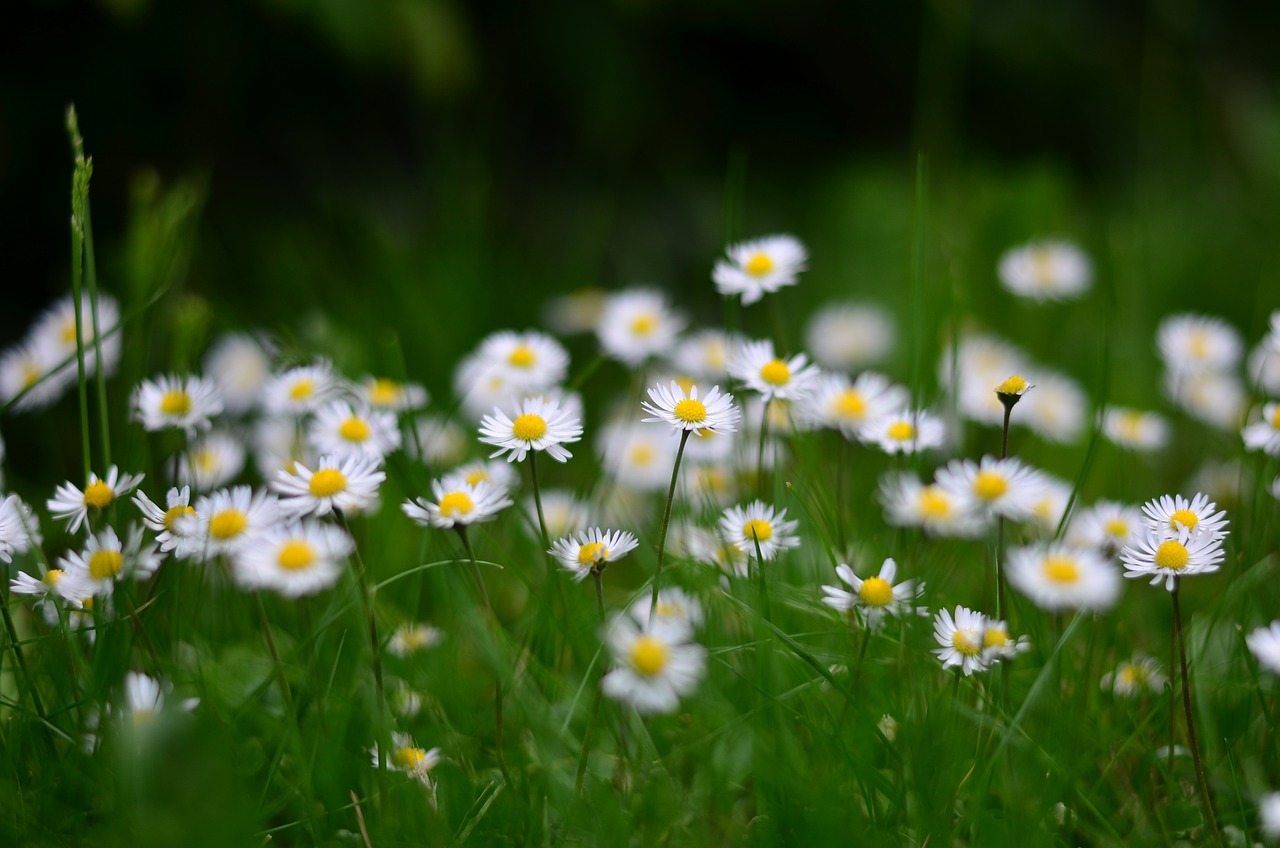 How to Create a Beautiful Garden Path